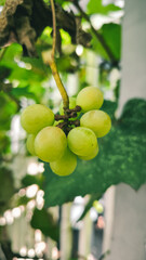 Delicate beauty of ripening green grapes hanging amongst lush foliage