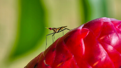 Delicate stilt-legged fly resting atop the vibrant red torch ginger bloom
