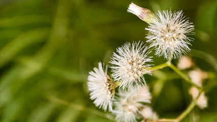 Delicate white flower heads creating an ethereal garden scene