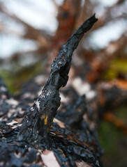 Burnt tree in forest, forest fire problem, threat of extinction of trees and plants, bark, detailing