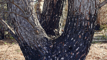 Burnt tree in forest, forest fire problem, threat of extinction of trees and plants, bark, detailing