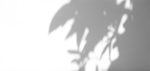 shadow overlay effects of realistic natural tree leaves shadow on white wall background,Summer sunlight and shadow overlay effect,shade for photo interior backdrop studio mockup