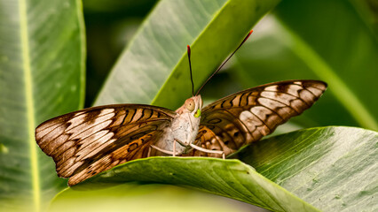 Detailed close-up of a resting brown and beige butterfly on a verdant leaf