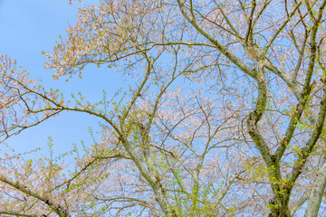 春空と咲き始めの桜の木