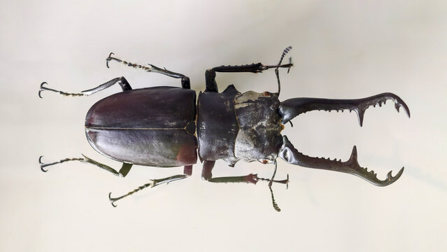 Detailed close-up of a Stag Beetle showcases intricate morphology and robust mandibles
