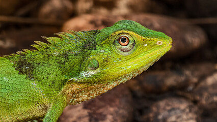 Detailed headshot of a vibrant green crested lizard basking in natural light
