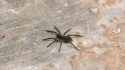 Detailed focus on a single wolf spider on weathered stone surface outdoors