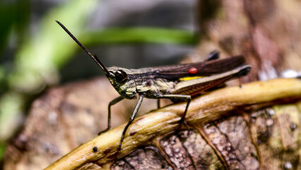 Elegant grasshopper resting peacefully on a leaf in its natural habitat