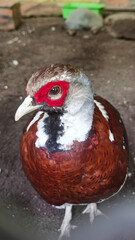Elegant Reeves's Pheasant portrait, showcasing its colorful plumage and detailed feathers