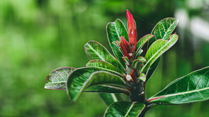 Emerging desert rose blossom with vibrant green foliage, outdoor close-up