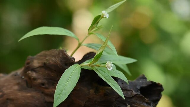 False daisy or Eclipta prostrata and green leaves on natural background.