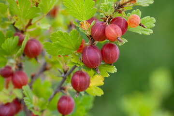 Gooseberry on a branch of a gooseberry bush. Ribes uva-crispa in organic garden