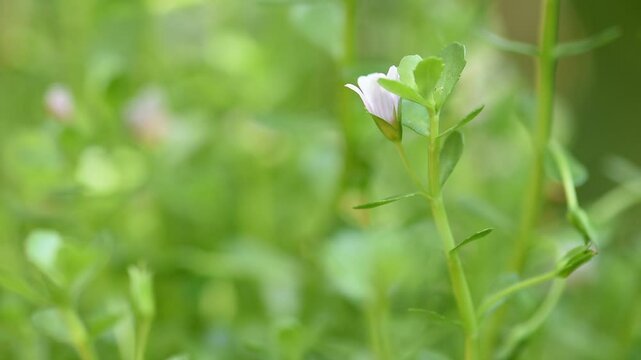Indian pennywort, brahmi or Bacopa monnieri trees on  natural background.