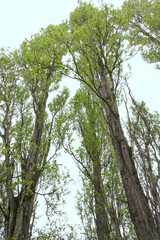 Fototapeta premium Poplar trees viewed from below closeup