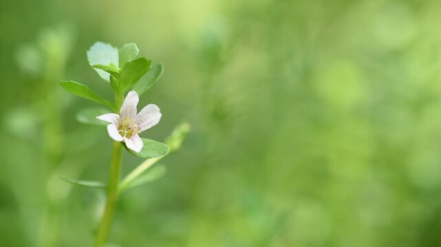 Indian pennywort, brahmi or Bacopa monnieri trees on  natural background.