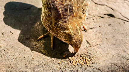 Focus on foraging a colorful quail pecking at scattered seeds on the ground