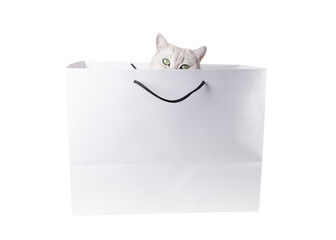 Silver scottish straight cat with green eyes looks out curiously from white cardboard shopping bag with black rope handles isolated on white background,creating an adorable and playful scene,