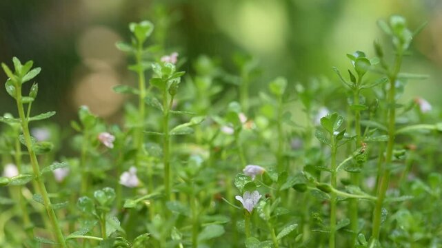 Indian pennywort, brahmi or Bacopa monnieri trees on  natural background.