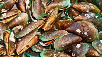 Close-up of Freshly Harvested Green Mussel Seafood, Ready to be Processed into Indonesian Cuisine