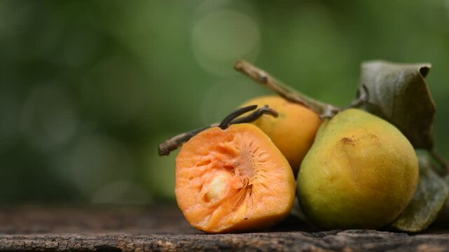 Monkey Fruit or Artocarpus lacucha Buch.-Ham. fruits on natural background.
