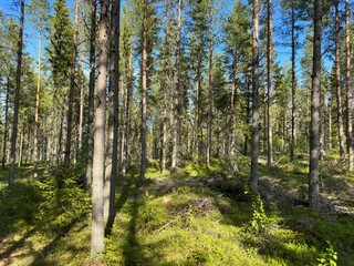 A dense green forest, showcasing tall trees and dappled sunlight in north Sweden.