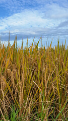 Golden Rice Field Ready for Harvest Under a Blue Sky with Fleecy Clouds