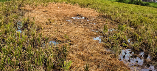 Harvested rice field showing stubble and water puddles near lush greenery