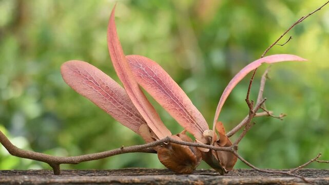 Dipterocarpus alatus Roxb. ex G.Don on natural background.