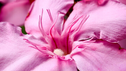 Intimate portrait capturing the elegant details of a vibrant pink oleander flora