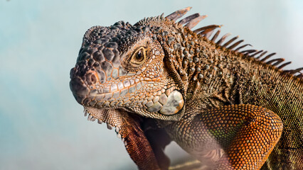 Intricate detail of a captivating iguana, showcasing reptilian beauty closeup
