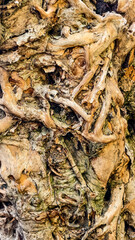 Intricate textures and patterns revealing the captivating nature of tree bark