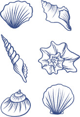Hand Drawn Sea Shells Collection - Vintage Marine Sketch Set