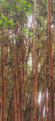 Obraz premium Lush canopy of golden bamboo stalks providing a tropical and serene aesthetic