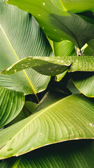 Lush green foliage of Calathea lutea creates a vibrant jungle background