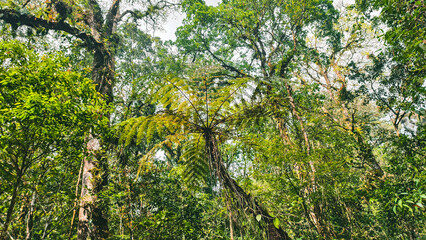 Lush green foliage of a tree fern in a tropical forest canopy looking up