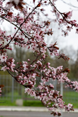 pink cherry blossom