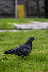 pigeon on the grass