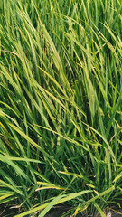 Lush green rice field at sunny day close up vibrant cultivation scene