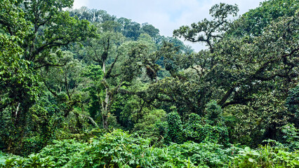 Lush green rainforest canopy featuring dense vegetation and biodiversity