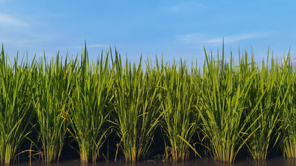 Obraz premium Lush Green Rice Paddy Field Against a Clear Blue Sky, Indicating Growth