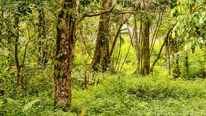 Obraz premium Lush Rainforest Scenery with Verdant Undergrowth and Towering Trees
