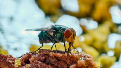 Macro close-up of a fly landing on leftover fried chicken bones