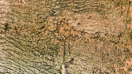 Natural textured tree bark background showcasing the intricate patterns of wood