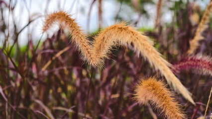 Ornamental grass in a garden with intricate details and texture nuances