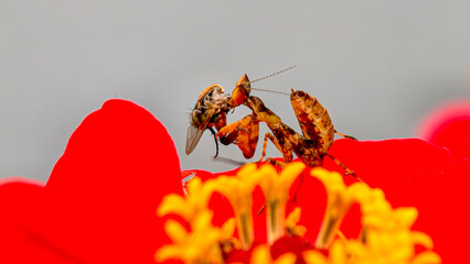 Praying Mantis Captures a Fly on Red and Yellow Flower Petals Closeup