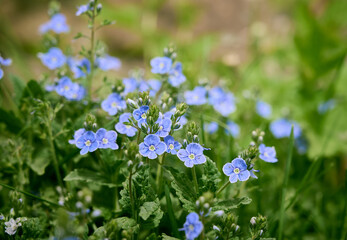 A beautiful veronica flowers in a summer meadow. Veronica blossoms in meadow.
