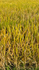 Radiant rice field captured in vertical shot, highlighting golden hues and texture