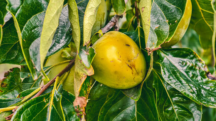Ripe Persimmon Fruit Amongst Green Leaves Ready for Autumn Harvest