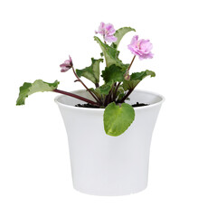 African violet with pink flowers and green leaves in a white pot
