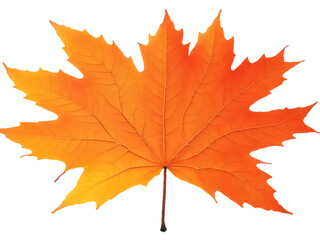 Fototapeta premium Autumn Maple Leaf Image